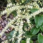 Anredera cordifolia Kvet