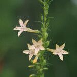 Ipomopsis rubra Flower