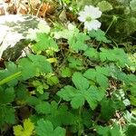 Geranium versicolor List