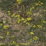 Morisia monanthos Hábito