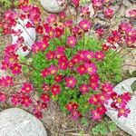 Saxifraga rosacea Flower