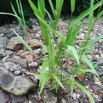 Leersia virginica Blatt