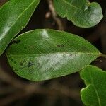 Geniostoma borbonicum Frunză