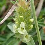 Sideritis hyssopifolia 花