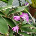 Dendrobium kingianum Λουλούδι