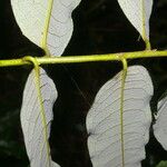 Mabea montana Leaf