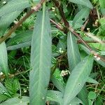 Persicaria mitis Foglia