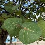 Coccoloba uvifera Blatt