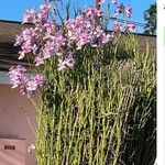 Papilionanthe teres Çiçek