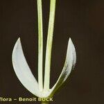 Blackstonia imperfoliata Sonstige