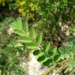 Indigofera heterantha Leaf