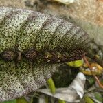 Bulbophyllum purpureorhachis Bloem