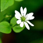 Stellaria aquatica ᱵᱟᱦᱟ