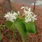 Holarrhena pubescens Kvet