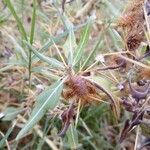 Xanthium spinosumFruto