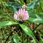 Trifolium pratense Habit