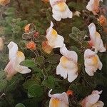 Antirrhinum pulverulentum