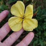 Oenothera × fallaxŽiedas