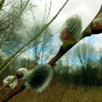 Salix discolor Floro