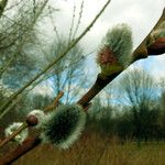 Salix discolor Blüte