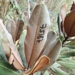 Pycnandra carinocostata Folha