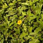 Sphagneticola trilobata Flower