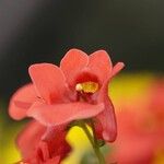 Diascia vigilis Λουλούδι