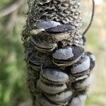 Banksia ericifolia Fruit