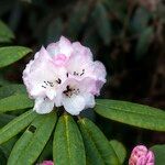 Rhododendron pachytrichum Λουλούδι