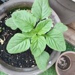 Amaranthus blitum Folha