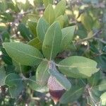 Quercus ilex Leaf