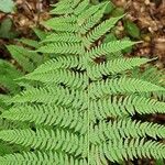 Athyrium filix-feminaHostoa