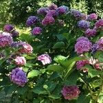 Hydrangea macrophylla Elinympäristö