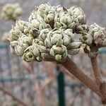 Viburnum lantana Blomst