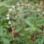 Petiveria alliacea Flower