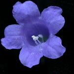 Strobilanthes violifolia