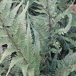 Polystichum luctuosum Blad