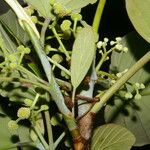 Coussapoa villosa Blad