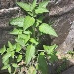 Marsypianthes chamaedrys Hoja