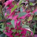 Alternanthera bettzickiana 葉