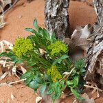 Lomatium latilobum Hábito