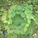 Euphorbia dulcis Leaf