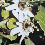 Passiflora alnifolia Floare