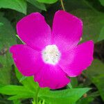 Callirhoe digitata Flower
