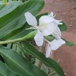 Hedychium coronariumFlors