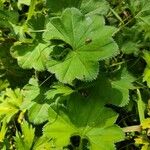 Alchemilla acutiloba Lapas