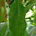 Petrea volubilis Leaf