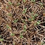 Astragalus balearicus Leaf