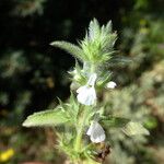 Sideritis romana फूल