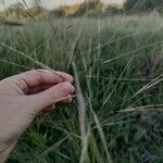 Stipa capillata برگ